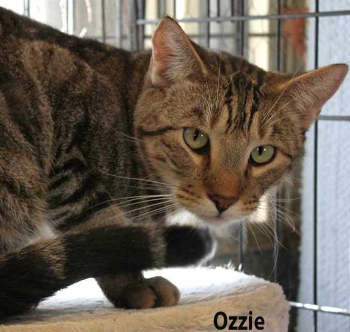 Photo of Ozzie