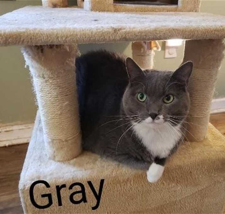 Photo of Gray