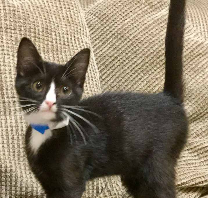 Photo of Figaro