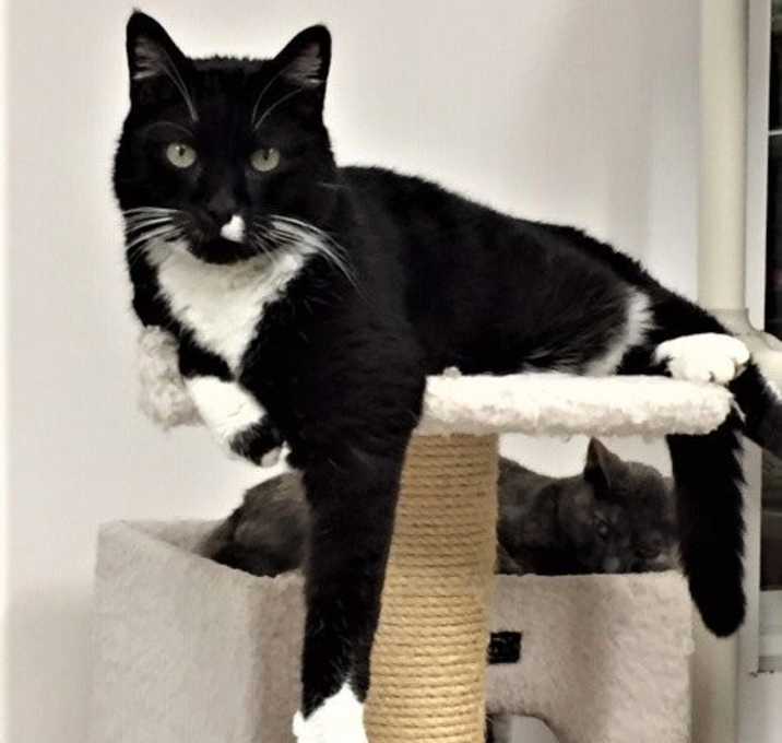 Photo of Bart (aka Bartleby)