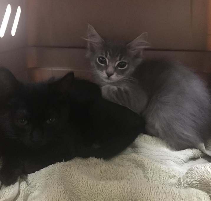 Photo of Rescue Me 2