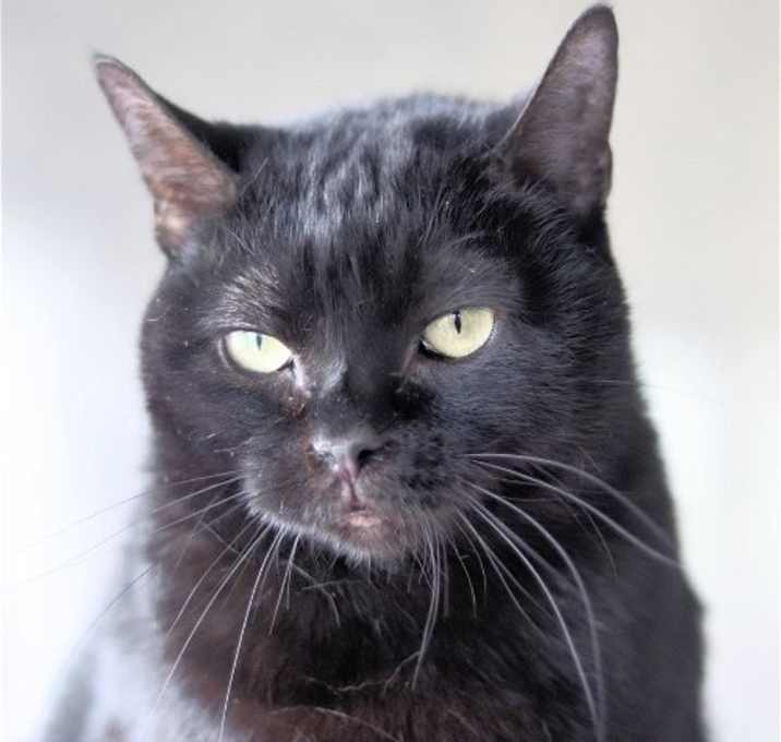 Photo of Rotini