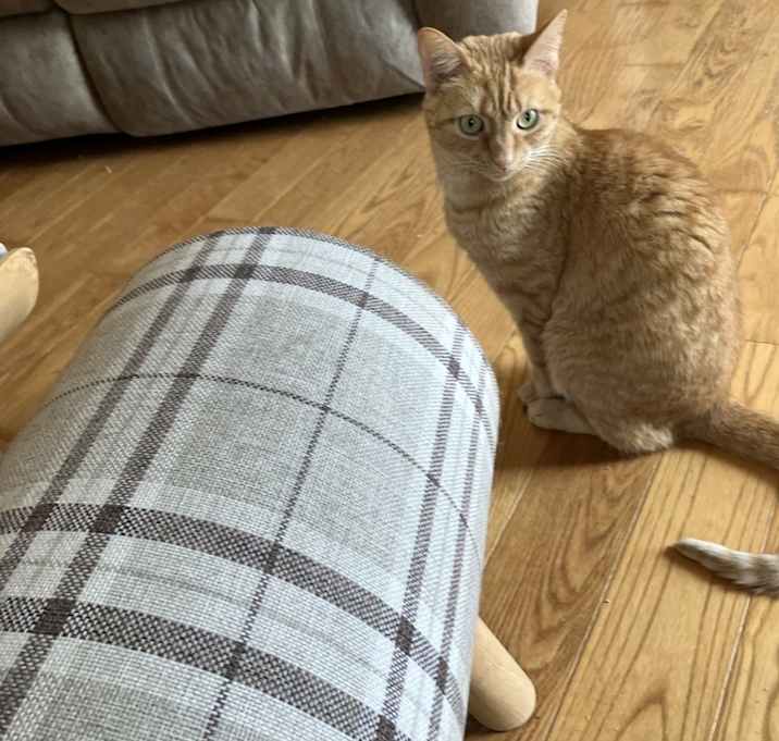 Photo of Ginger