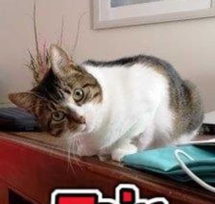 Photo of Fair the anti-cat cat