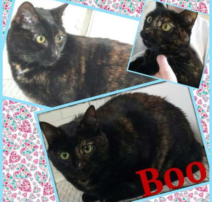 Photo of Boo (Courtesy Posting)