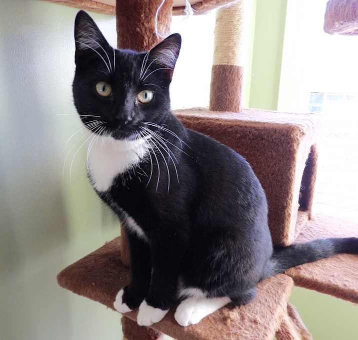 Photo of Felix