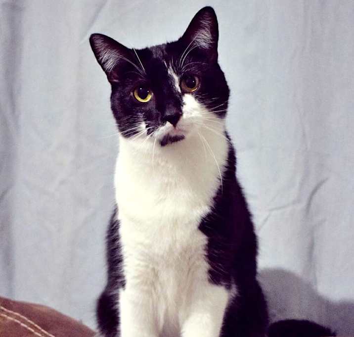 Photo of Primrose