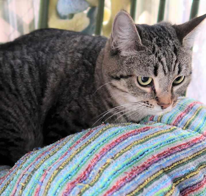 Photo of Brindle
