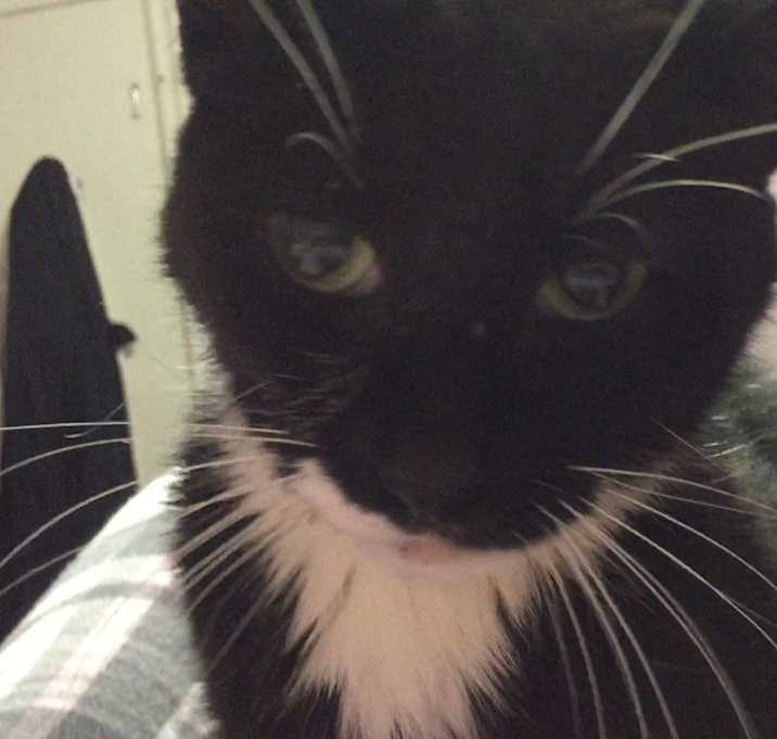 Photo of Mittens