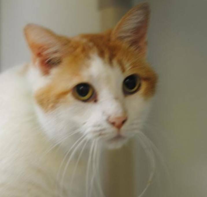 Photo of Marmalade