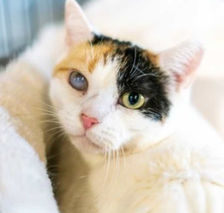 Photo of Daisy
