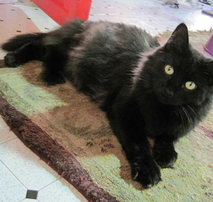 Photo of Remy