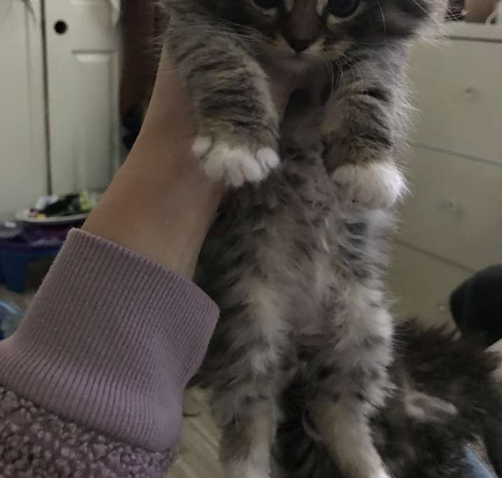 Photo of Potato