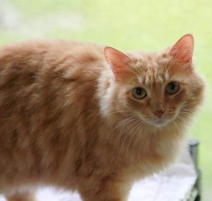 Photo of Nala