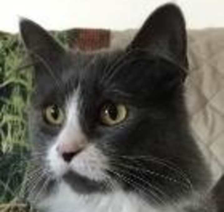 Photo of Morgan