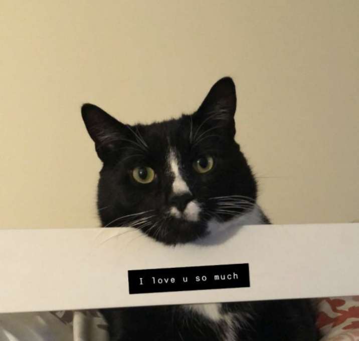 Photo of Romeo