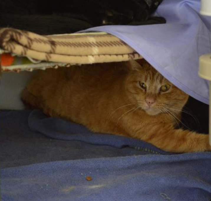 Photo of Dorito