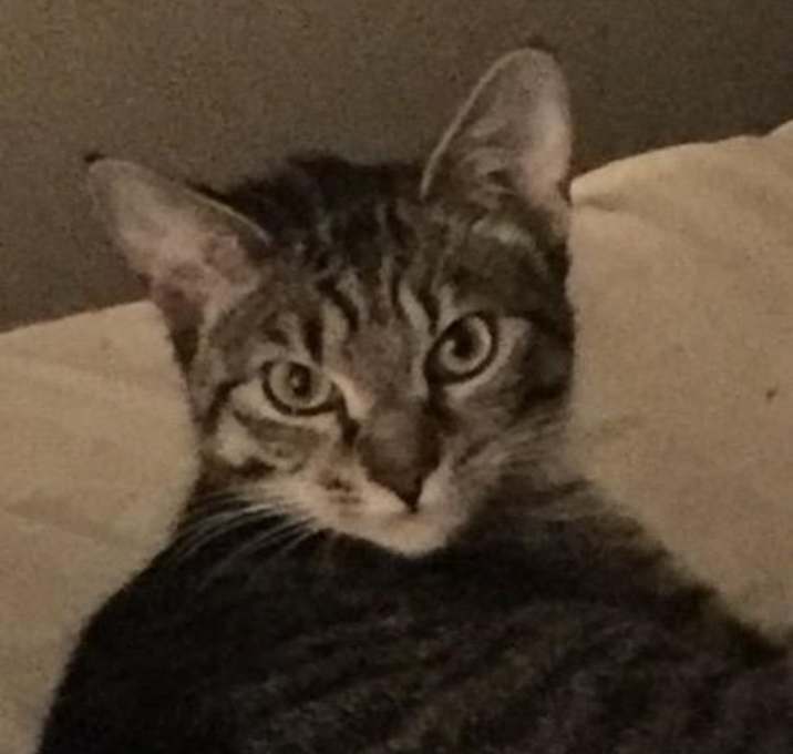 Photo of Ovi