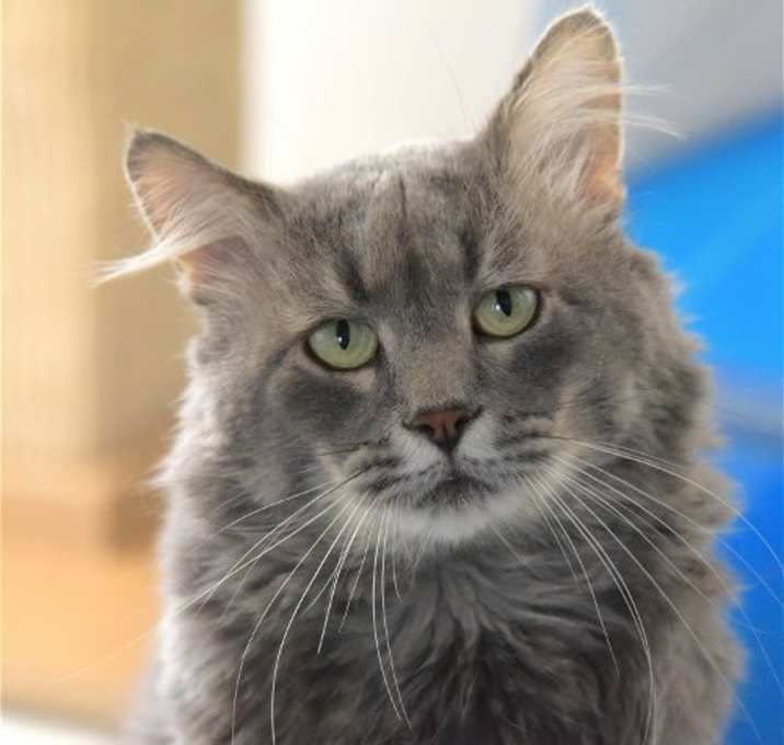 Photo of Shadow H [Permanent Foster]