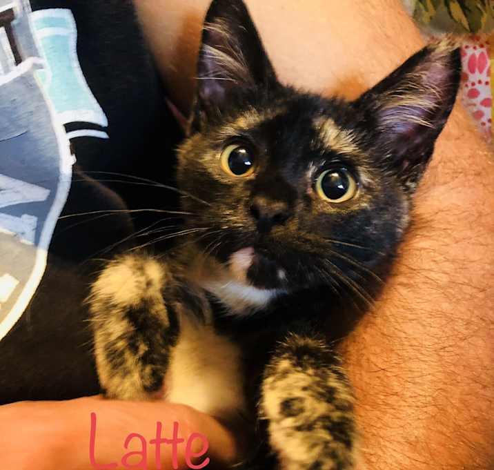 Photo of Kittens