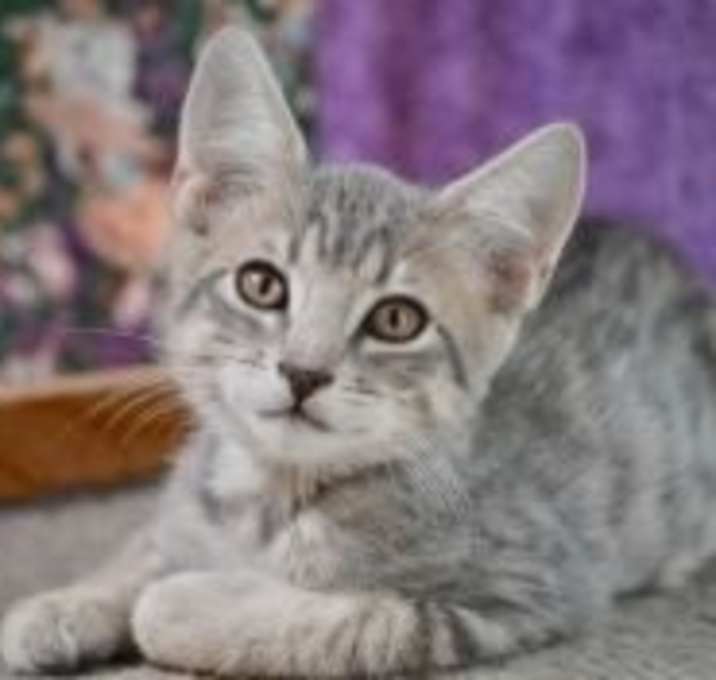 Photo of ORACLE TANGO
