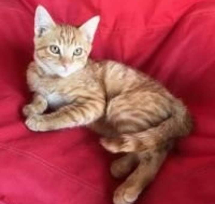 Photo of CARL