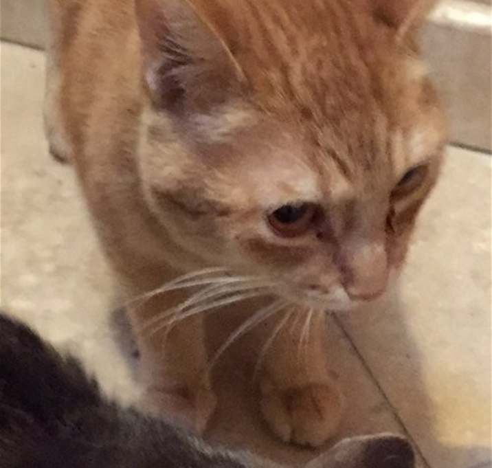 Photo of LYNX & GOLDIE (Bonded Pair)