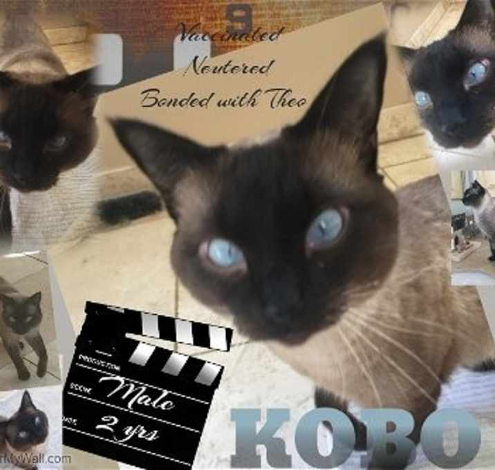 Photo of KOBO