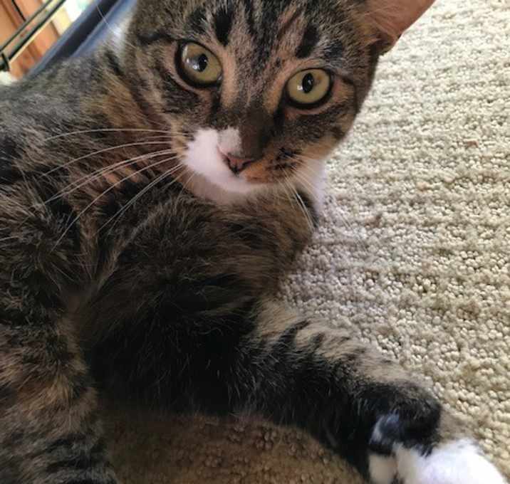 Photo of VIOLET