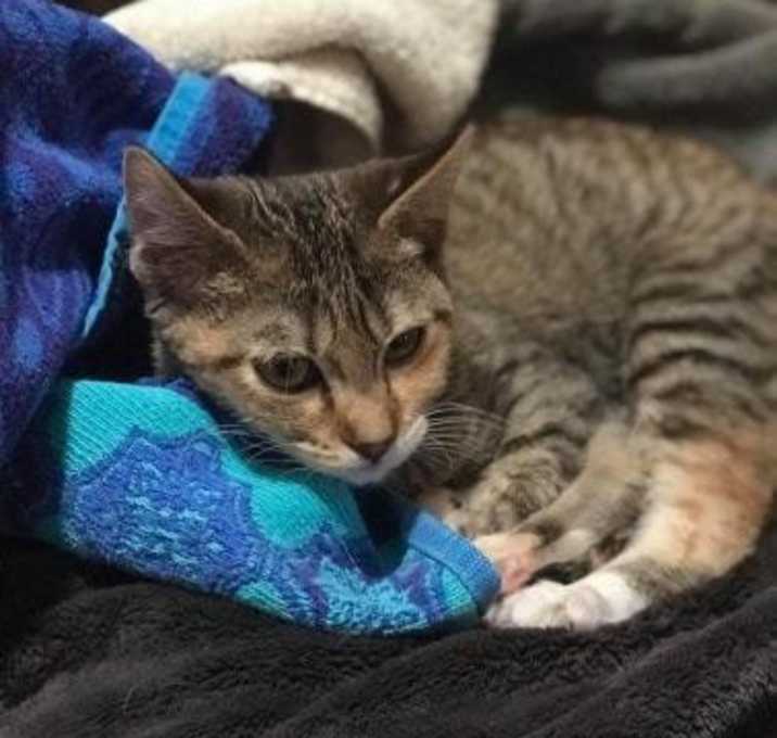 Photo of Polly