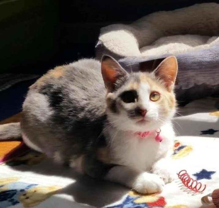 Photo of Daphne