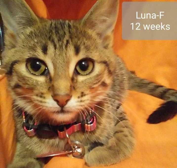 Photo of Luna