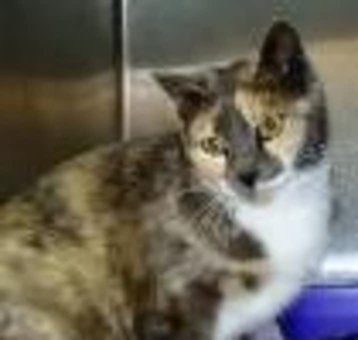 Photo of Bootsie (formerly Miranda)
