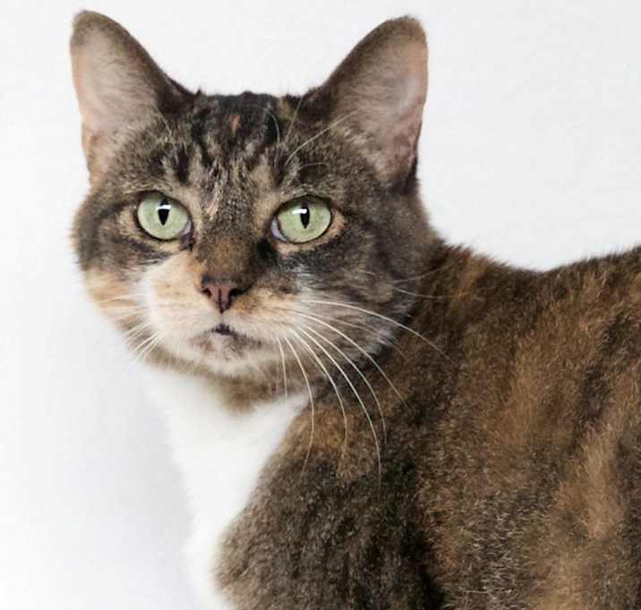 Photo of Shelby