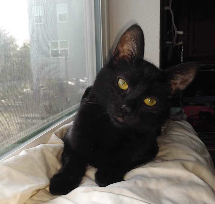 Photo of Blinky