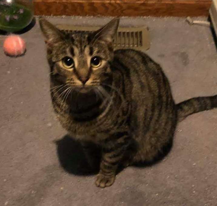 Photo of Lily II