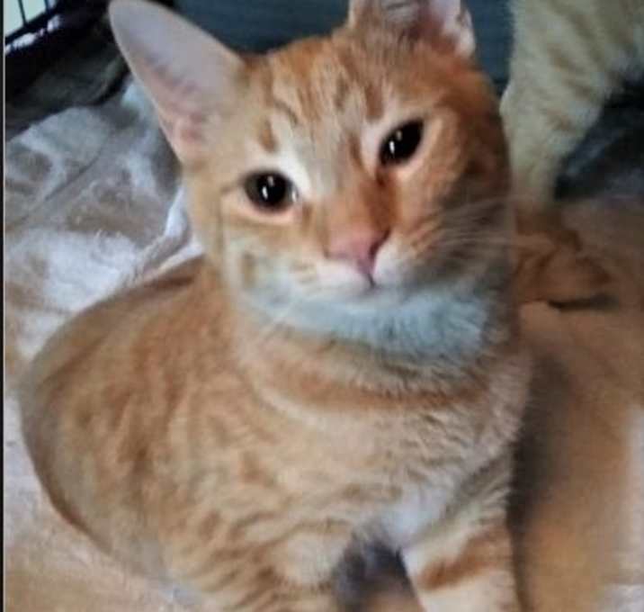 Photo of OLLIE