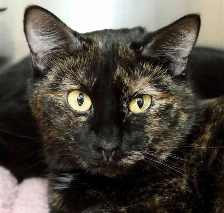 Photo of Mango