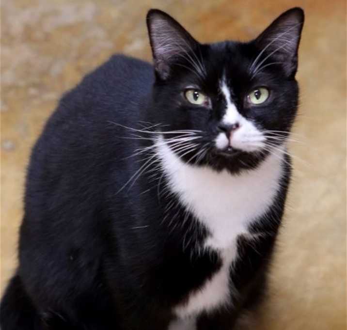 Photo of PIPER