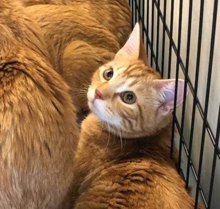 Photo of Jingles