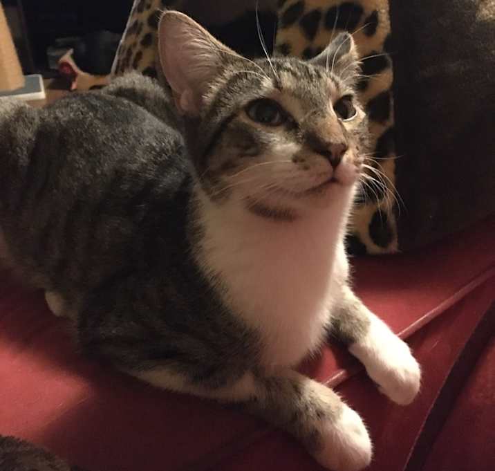 Photo of Chief