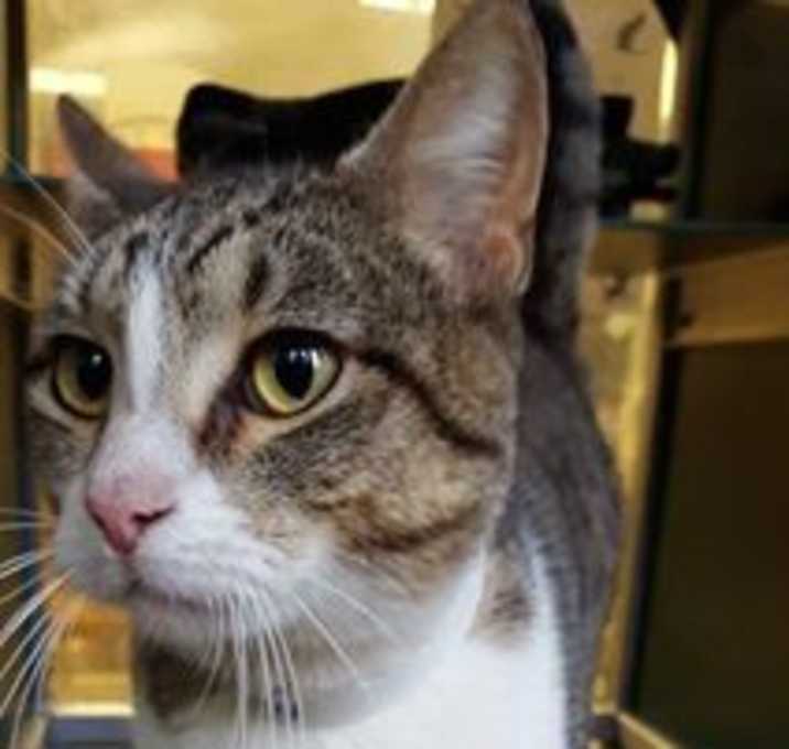 Photo of SHELDON