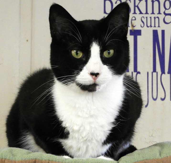 Photo of Tazz
