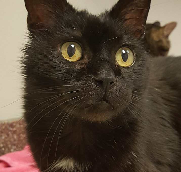 Photo of Chococat