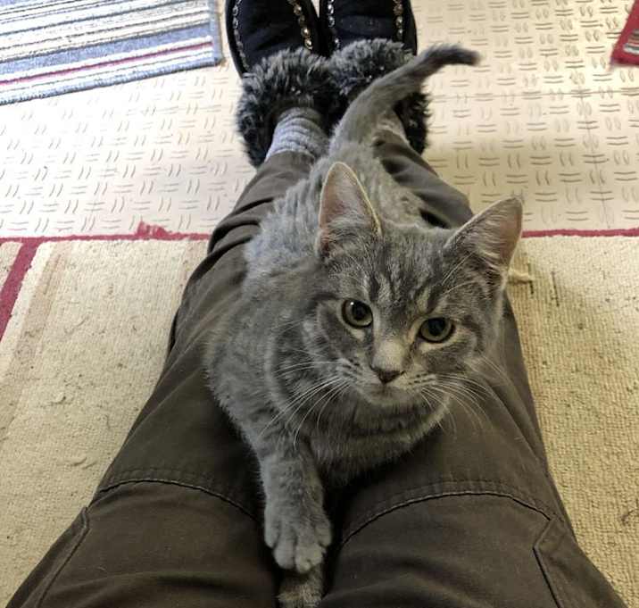 Photo of Feline Emmaline
