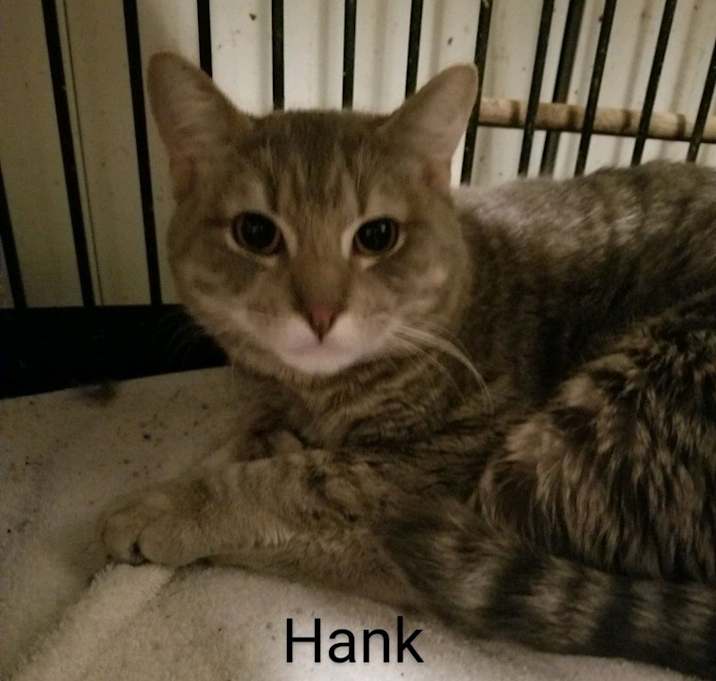 Photo of Hank