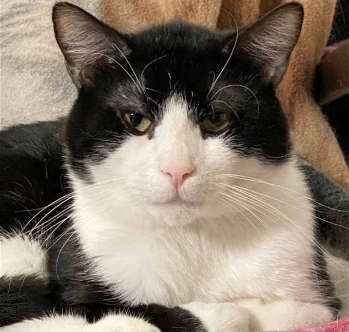 Photo of Domino (bonded with DB)