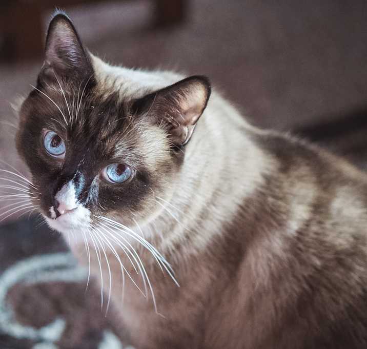 Photo of Tyke