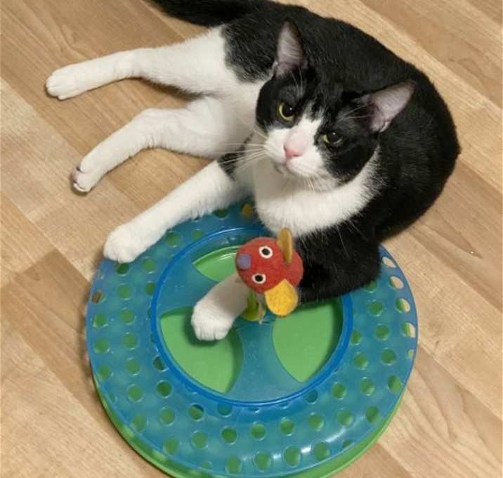 Photo of DB (bonded with Domino)
