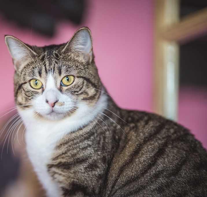 Photo of Rhea